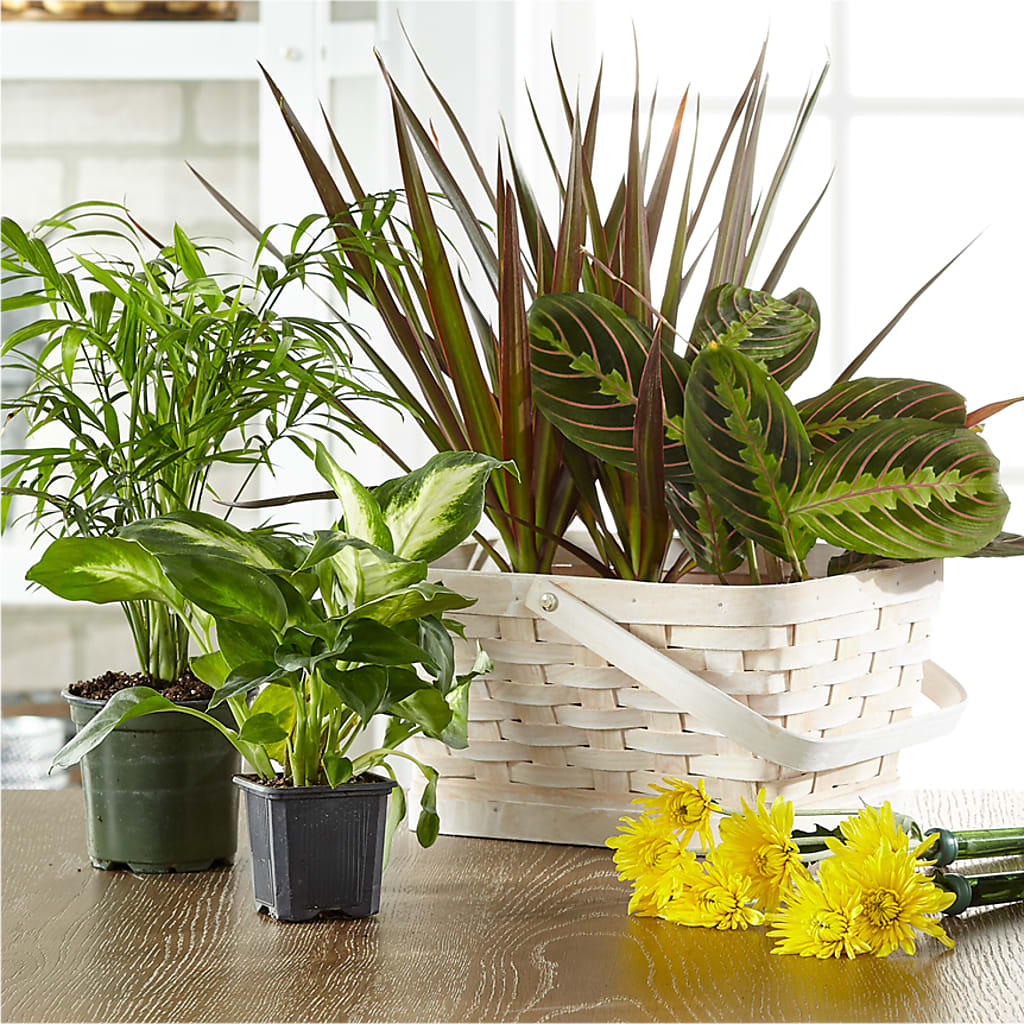 Florist Designed Blooming and Green Plants in a Basket – Black Orchid Florist, Santa Ana CA