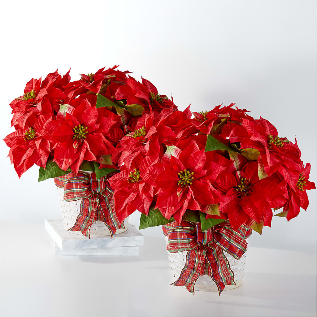 Happiest Holidays Poinsettia Bundle – Black Orchid Florist, Santa Ana CA
