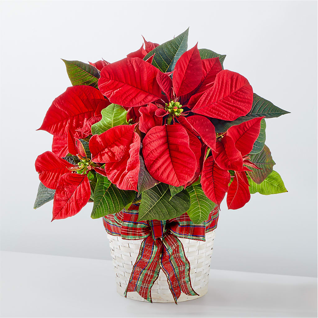 Happiest Holidays Poinsettia – Black Orchid Florist, Santa Ana CA