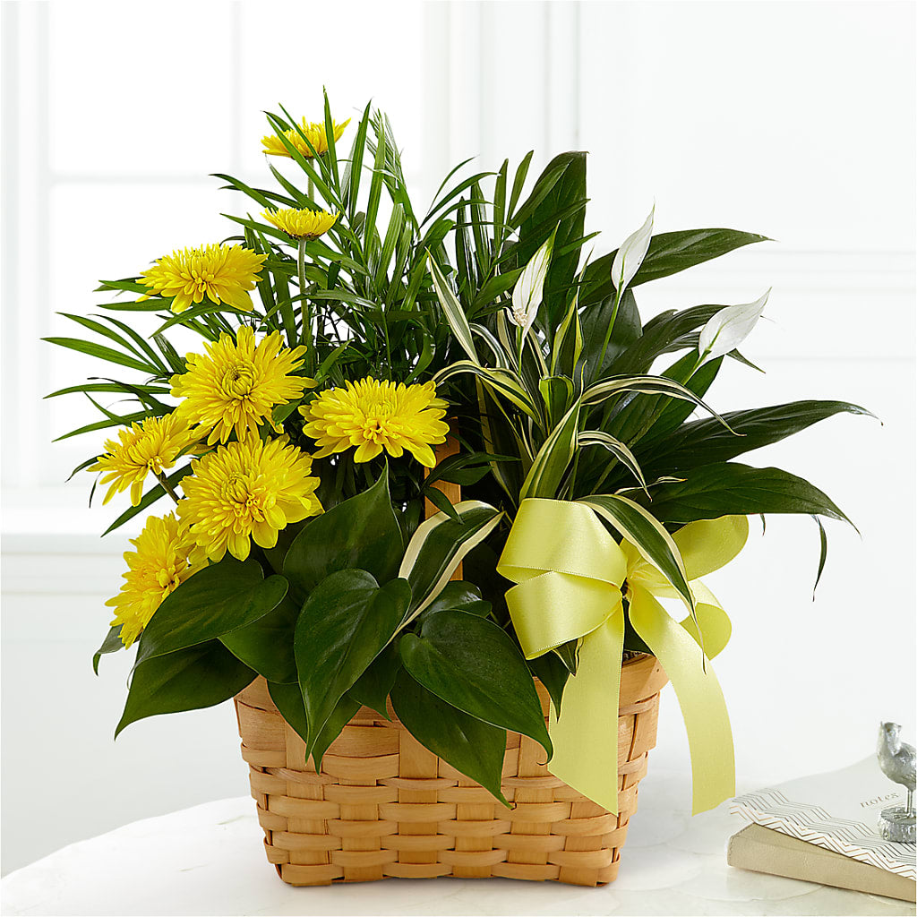 Loving Light Dishgarden – Black Orchid Florist, Santa Ana CA