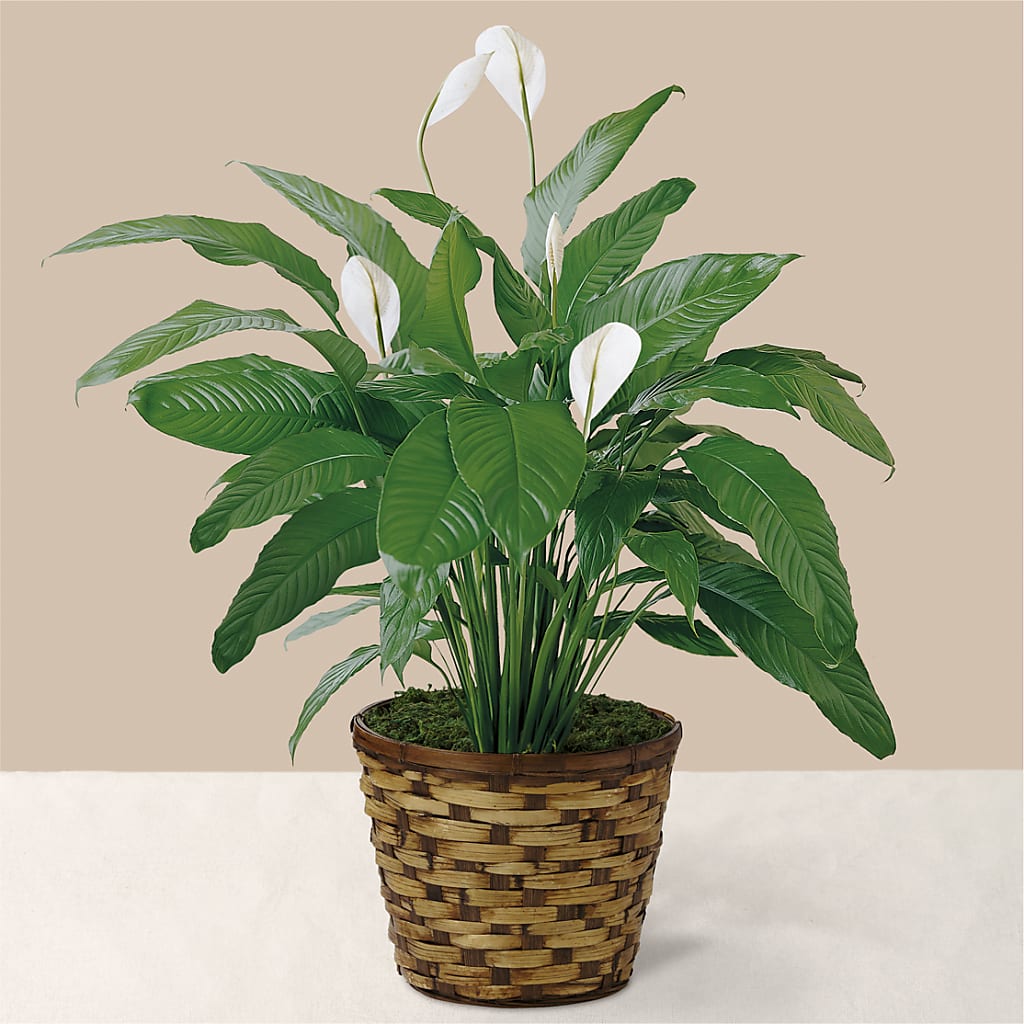 black peace lily Tranquil Moments Peace Lily Plant