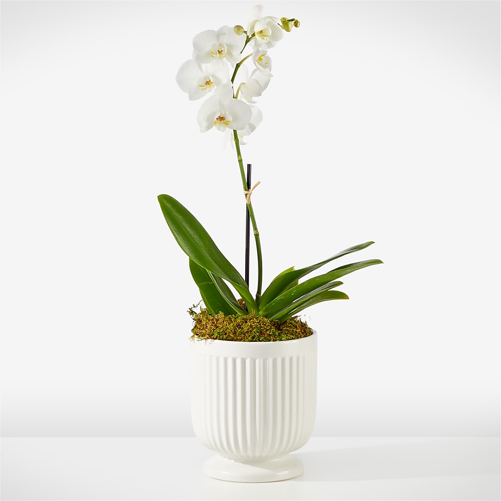 Whispering White Orchid – Black Orchid Florist, Santa Ana CA