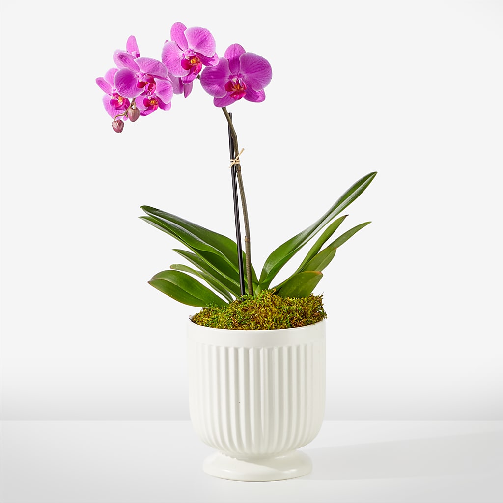 Friendly Fuchsia Orchid – Black Orchid Florist, Santa Ana CA