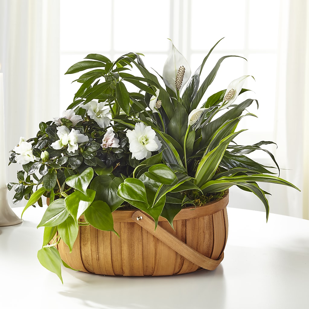 Serene Dishgarden – Black Orchid Florist, Santa Ana CA