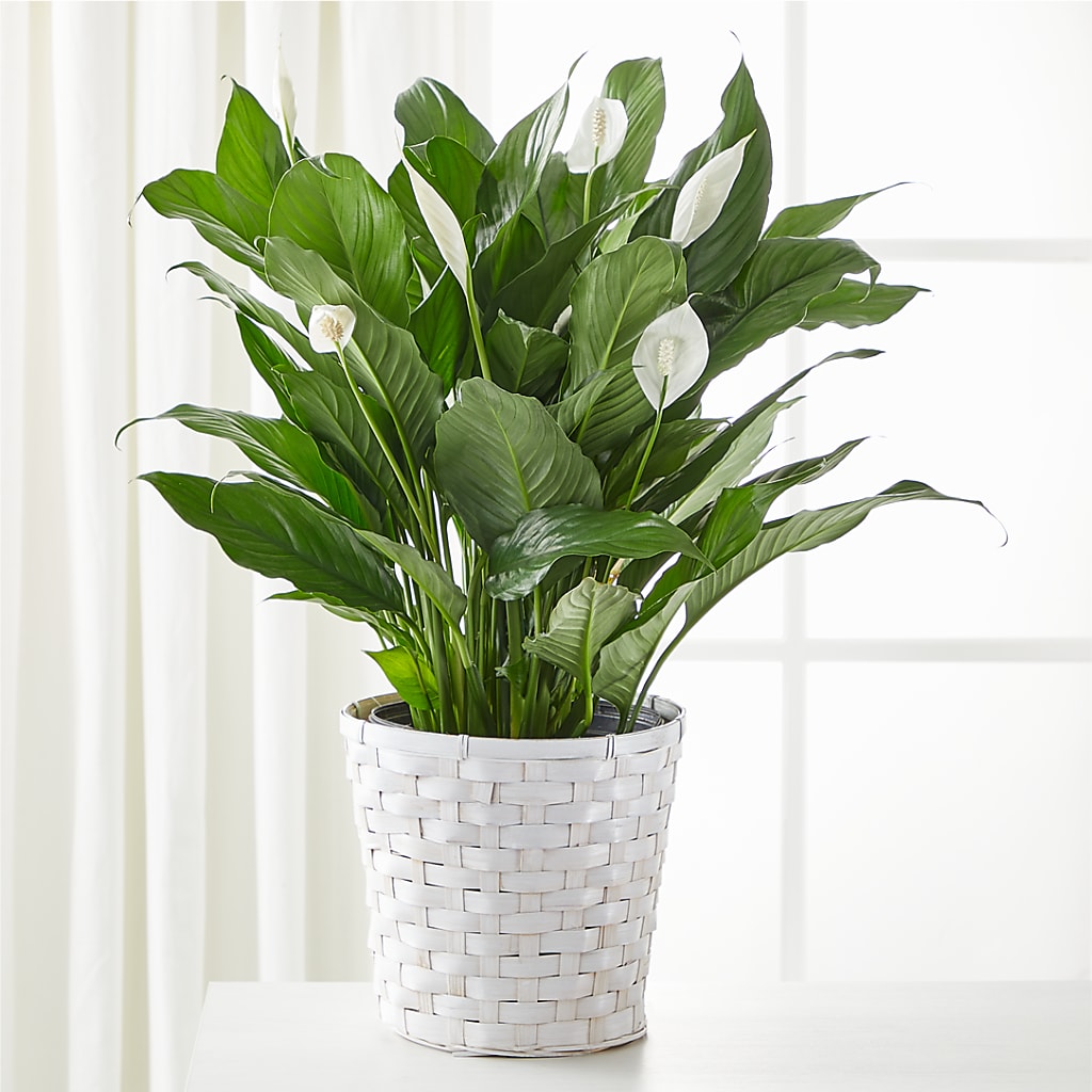 A New Leaf Peace Lily – Black Orchid Florist, Santa Ana CA