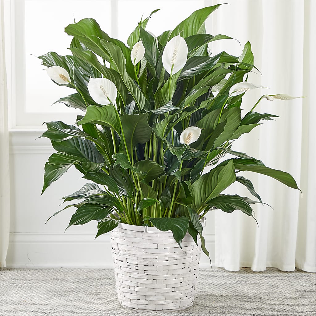 A New Leaf Peace Lily – Black Orchid Florist, Santa Ana CA