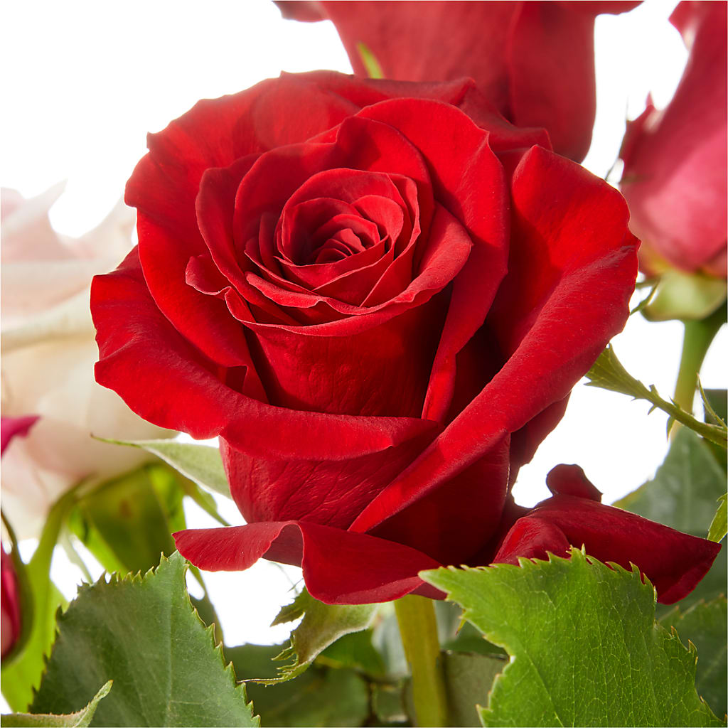 Love Notes Rose Bouquet – Black Orchid Florist, Santa Ana CA