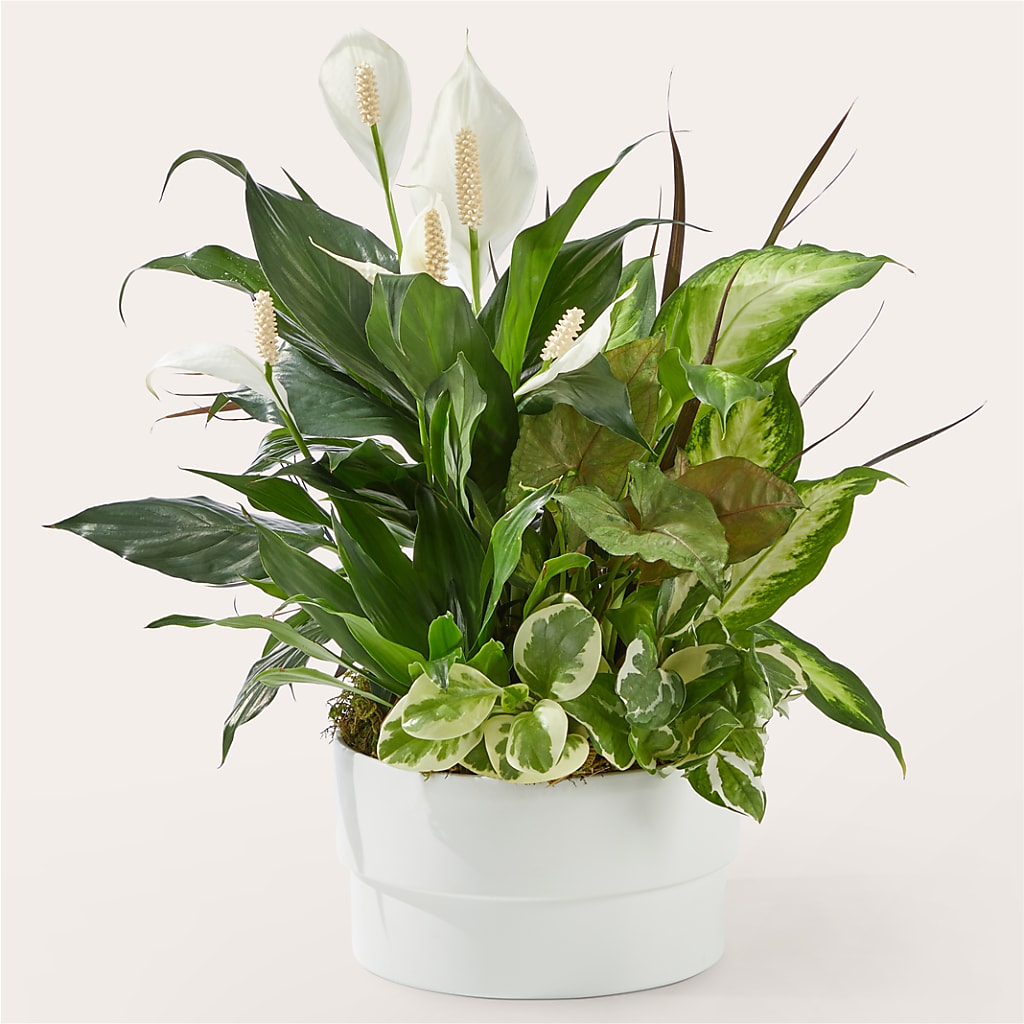 Radiating Positivity Dishgarden – Black Orchid Florist, Santa Ana CA