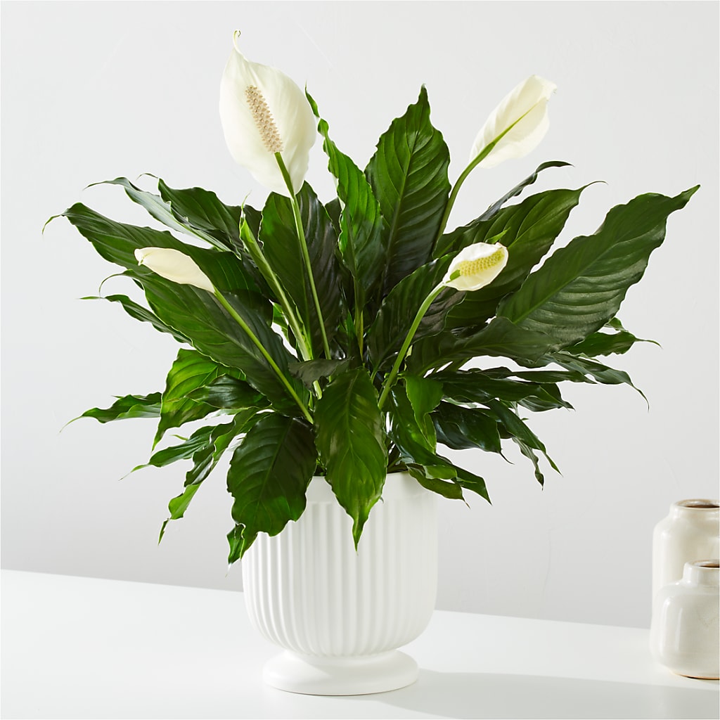 Comfort Planter –  Black Orchid Florist, Santa Ana CA
