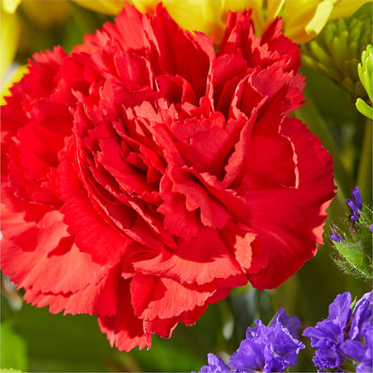 Brighter Days Bouquet –  Black Orchid Florist, Santa Ana CA