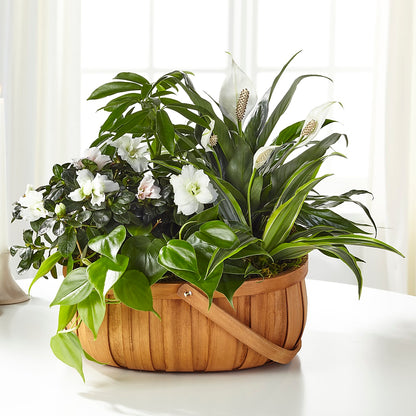 Serene Dishgarden –  Black Orchid Florist, Santa Ana CA