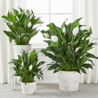A New Leaf Peace Lily –  Black Orchid Florist, Santa Ana CA