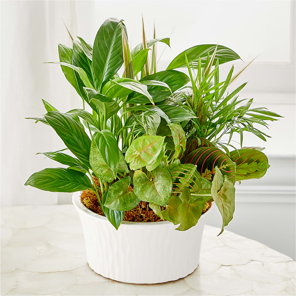 Balance & Harmony Dishgarden –  Black Orchid Florist, Santa Ana CA