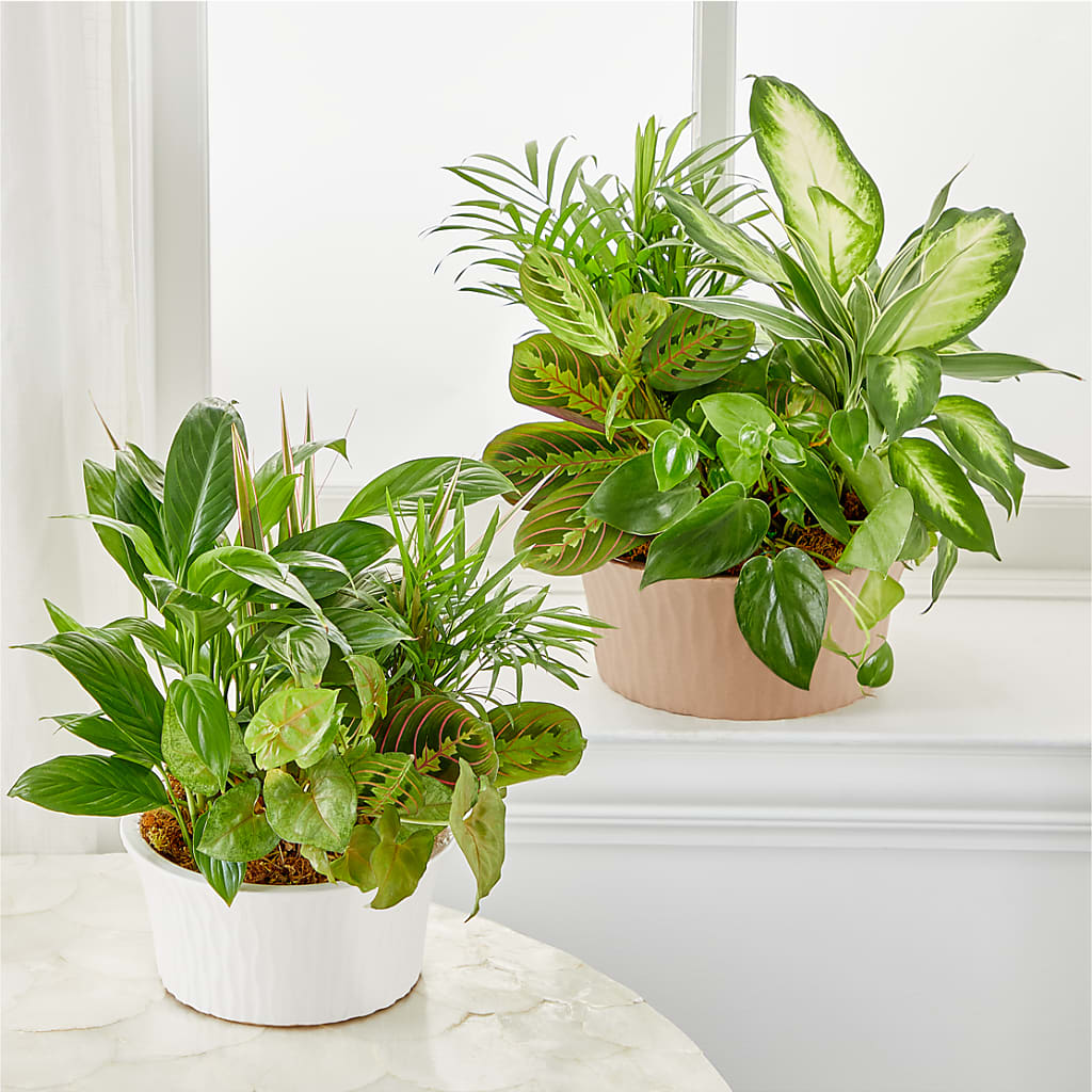 Balance & Harmony Dishgarden –  Black Orchid Florist, Santa Ana CA
